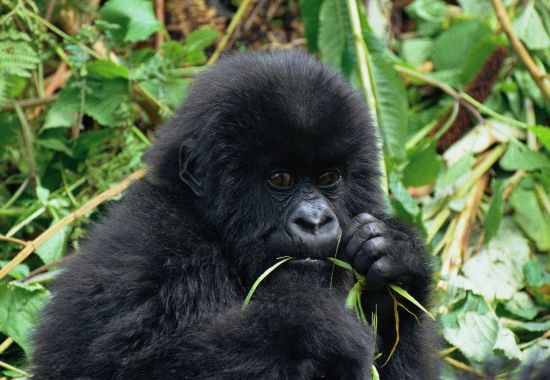 Gorilla trekking e safari nella giungla in Uganda