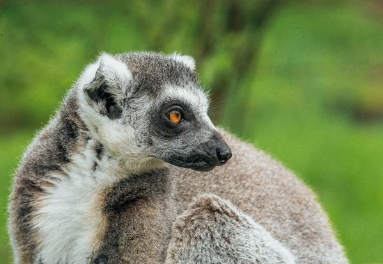 Alla scoperta del Madagascar: lemuri e baobab