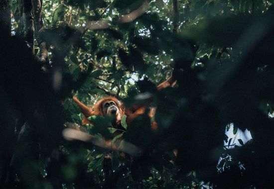 Sumatra a Luglio: tra oranghi e civiltà perdute