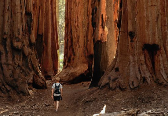 Alla scoperta del Sequoia National Park