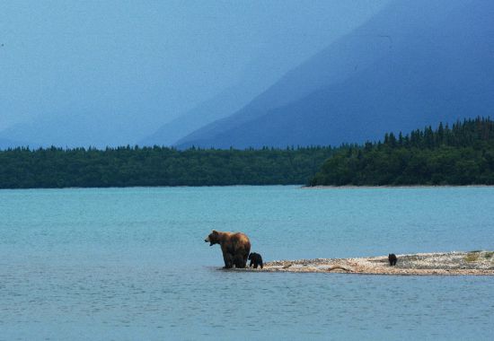 Trekking e Orsi in Alaska: Avventure di Luglio