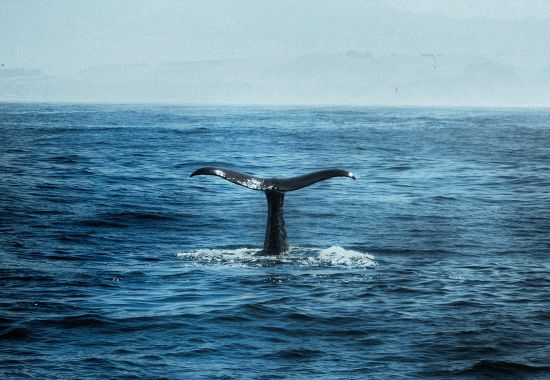 Esperienza unica di whale watching ad Andenes