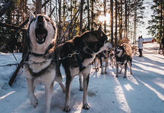 5 viaggi da vivere a dicembre tra neve e aurore boreali 5 viaggi da vivere a dicembre tra neve e aurore boreali