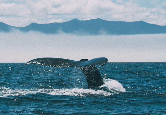 Incontro con le balene nei Fiordi Norvegesi