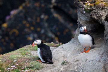 I fiordi occidentali d'Islanda I fiordi occidentali d'Islanda