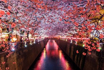 Giappone: Hanami SiVola Giappone: Hanami SiVola