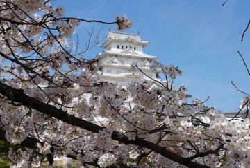 Giappone Hanami Trip Therapy Giappone Hanami Trip Therapy