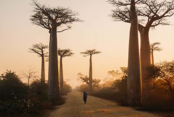 Madagascar: Tutti i colori dell'Africa Madagascar: Tutti i colori dell'Africa