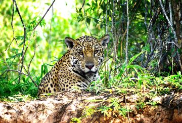 Brasile: da Rio ai giaguari del Pantanal