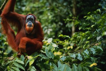 Indonesia Sumatra: alla ricerca di oranghi e civiltà perdute Indonesia Sumatra: alla ricerca di oranghi e civiltà perdute