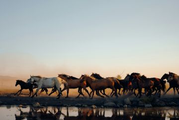 Viaggio di gruppo in Mongolia