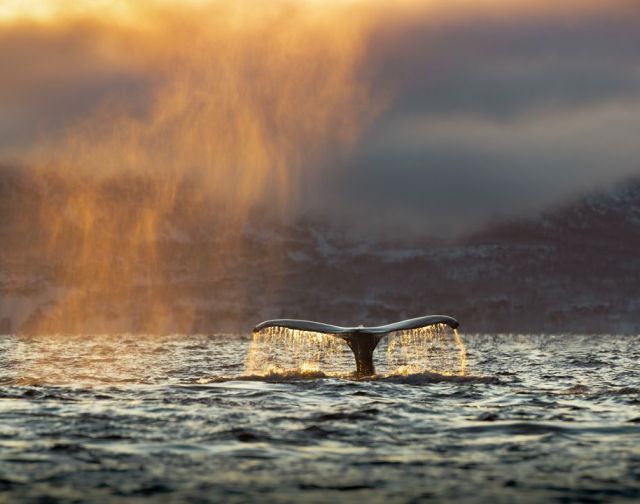 Norvegia: Orche & Aurora Boreale