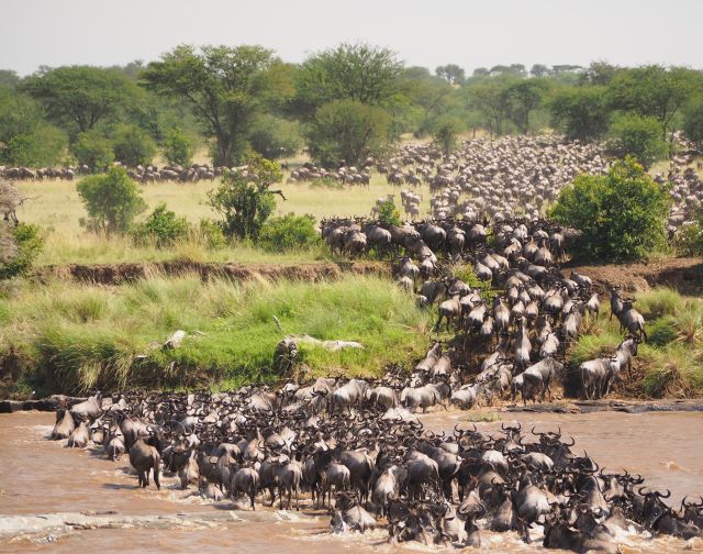 viaggio di gruppo tanzania safari migrazione