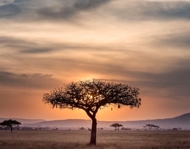 Tanzania e Zanzibar Treedom