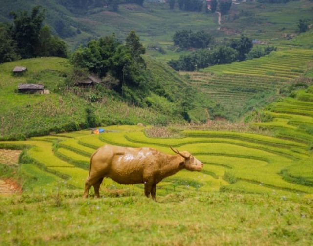 Viaggio di gruppo in Vietnam del Nord