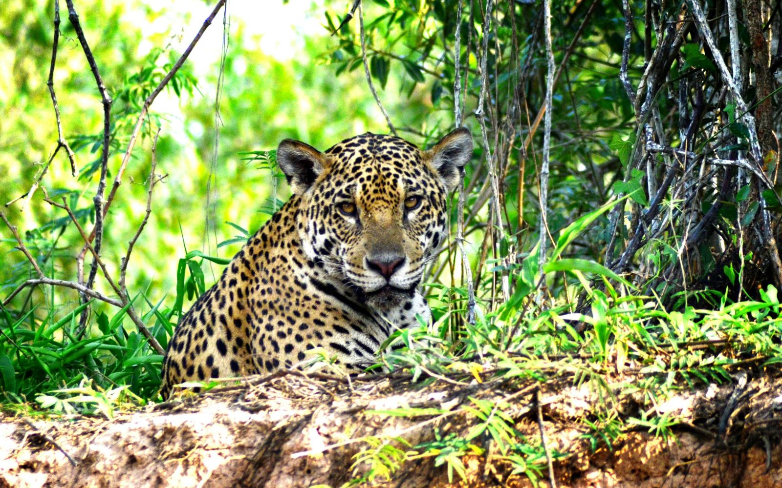 Brasile: da Rio ai giaguari del Pantanal