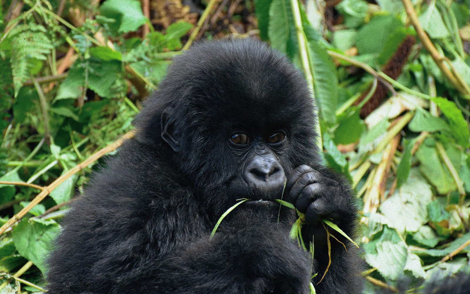 Gorilla trekking e safari nella giungla in Uganda