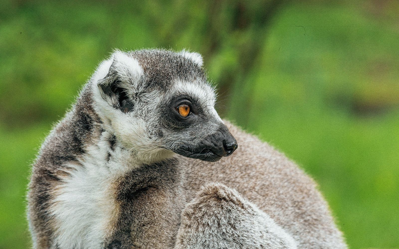 Alla scoperta del Madagascar: lemuri e baobab