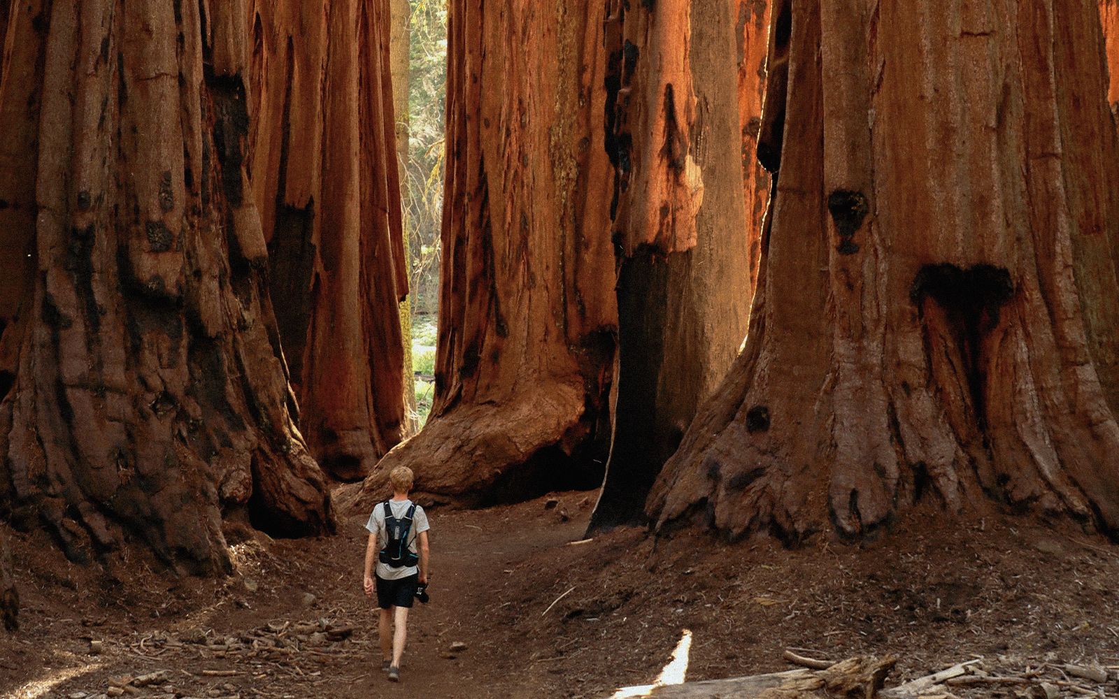 Alla scoperta del Sequoia National Park