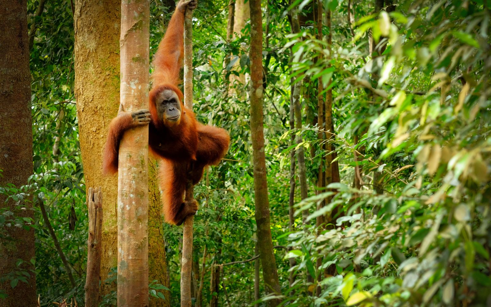 Indonesia: Sumatra alla ricerca di oranghi e civiltà perdute