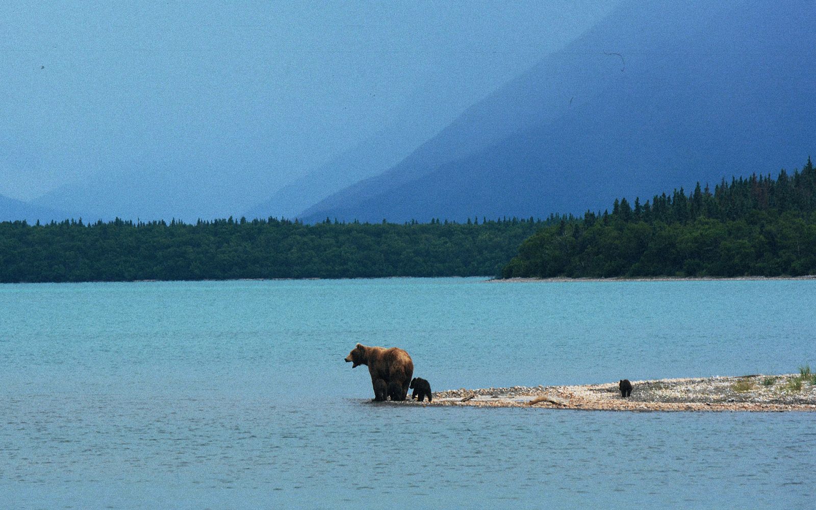 Trekking e Orsi in Alaska: Avventure di Luglio