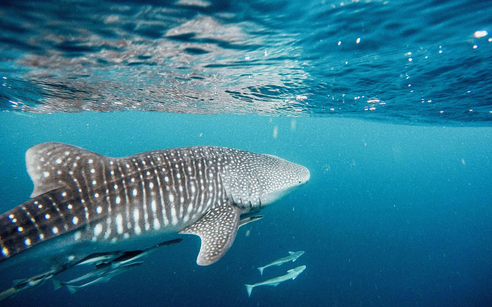 Alla ricerca degli Squali Balena in Madagascar