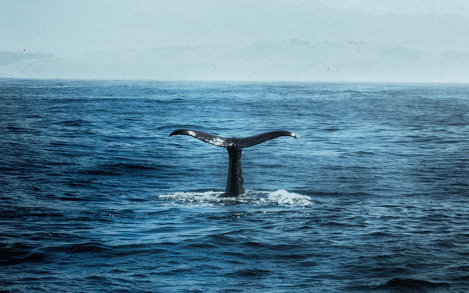 Esperienza unica di whale watching ad Andenes