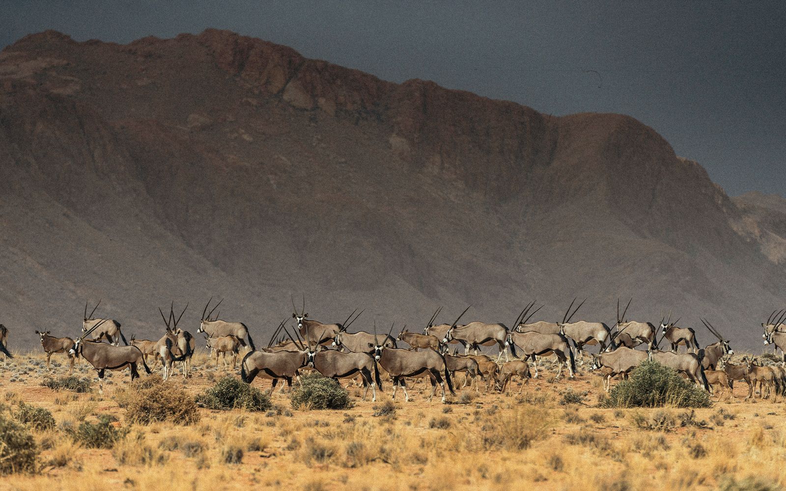 Safari in Namibia a Luglio: avventure in Africa