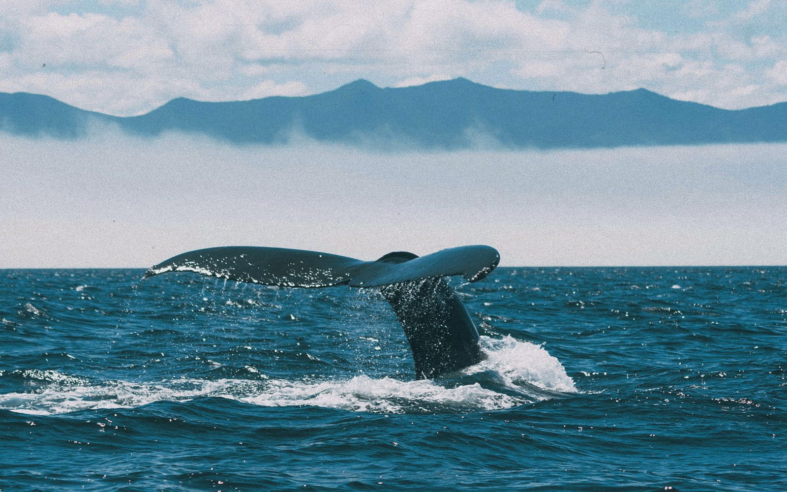 Incontro con le balene nei Fiordi Norvegesi