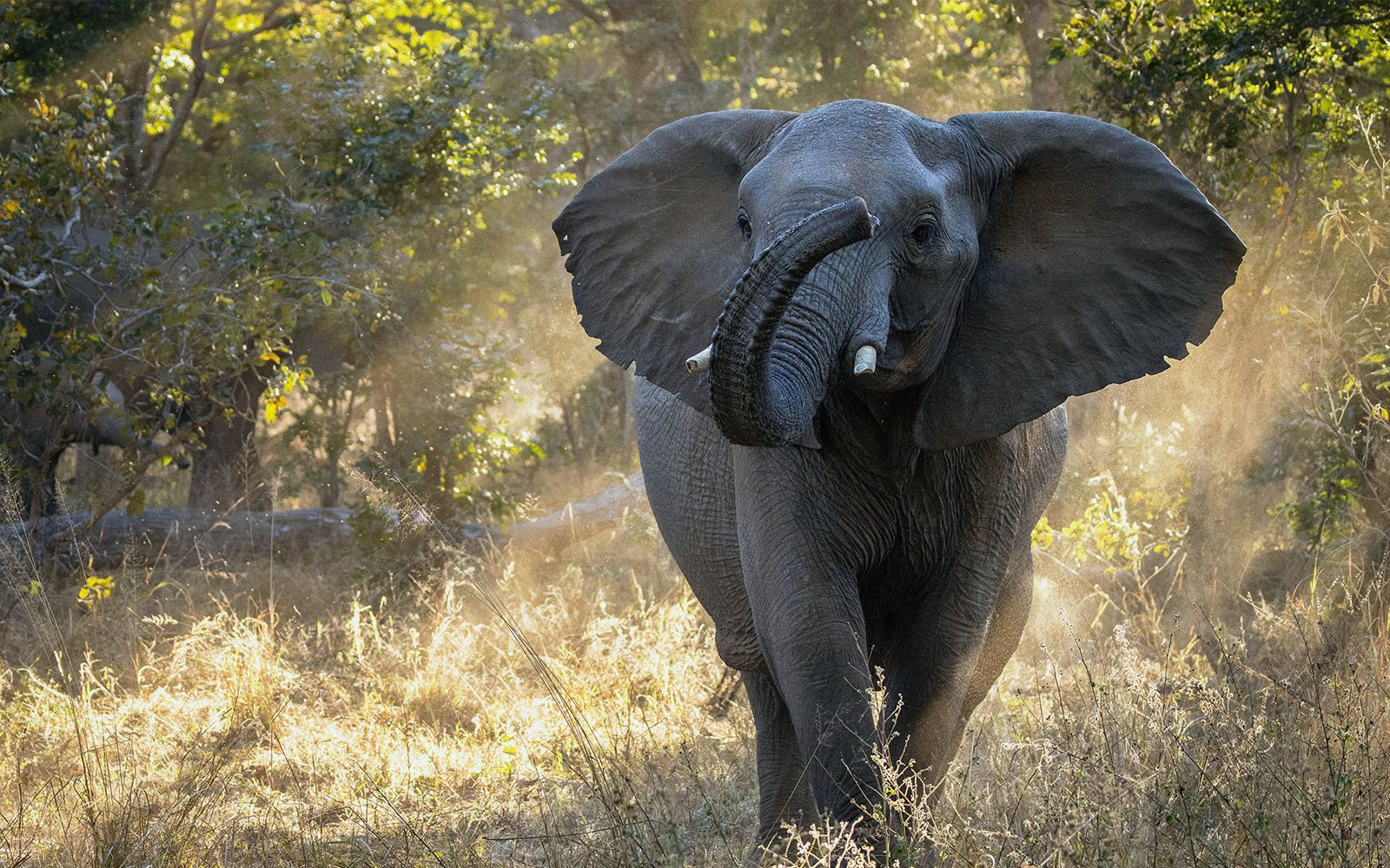 Avventura a Hwange: safari tra gli elefanti