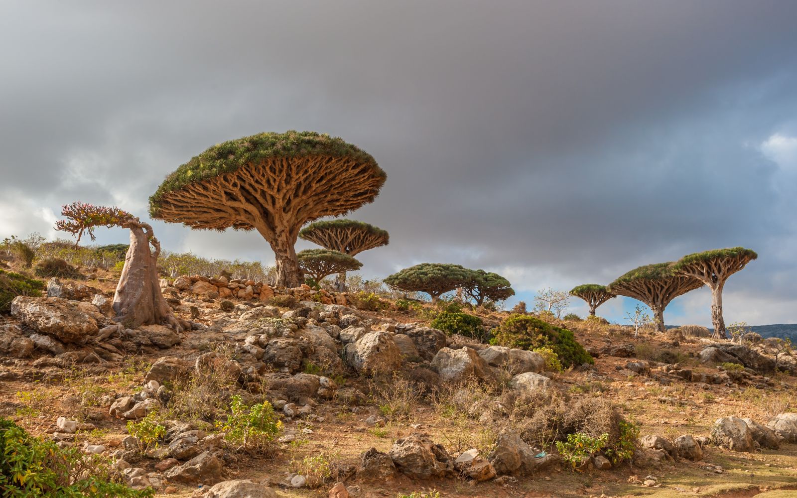 Viaggio di gruppo a Socotra